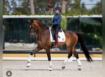 Hanovrien, Hongre, 10 Ans, Bai cerise