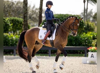 Hanovrien, Hongre, 10 Ans, Bai cerise