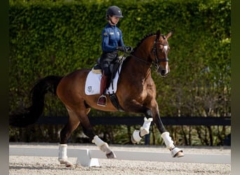 Hanovrien, Hongre, 10 Ans, Bai cerise