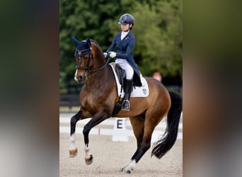 Hanovrien, Hongre, 10 Ans, Bai cerise