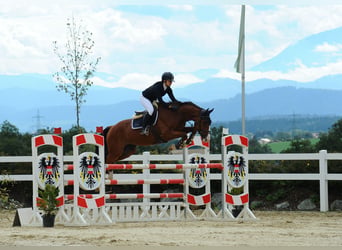 Hanovrien, Hongre, 10 Ans, Bai