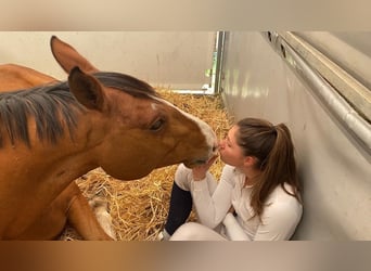 Hanovrien, Hongre, 10 Ans, Bai