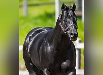 Hanovrien, Hongre, 10 Ans, Noir