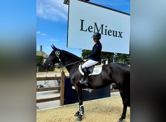 Hanovrien, Hongre, 10 Ans, Noir