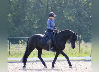 Hanovrien, Hongre, 10 Ans, Noir