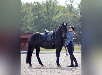 Hanovrien, Hongre, 10 Ans, Noir