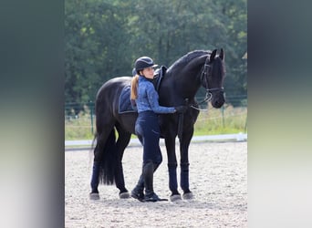 Hanovrien, Hongre, 10 Ans, Noir