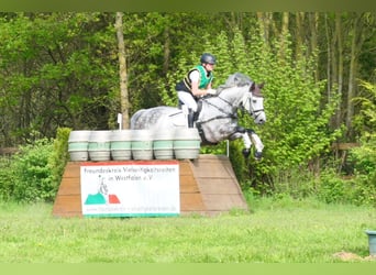 Hanovrien, Hongre, 11 Ans, 165 cm, Gris
