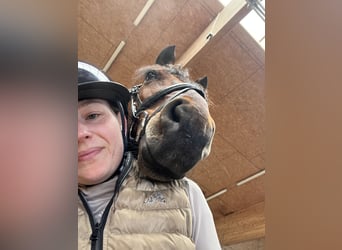 Hanovrien, Hongre, 11 Ans, 166 cm, Bai