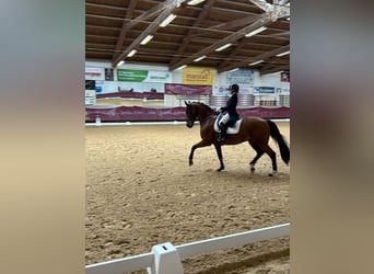 Hanovrien, Hongre, 11 Ans, 166 cm, Bai