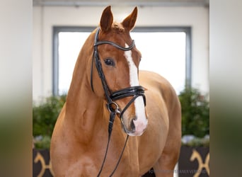 Hanovrien, Hongre, 11 Ans, 167 cm, Alezan