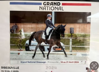 Hanovrien, Hongre, 11 Ans, 167 cm, Noir