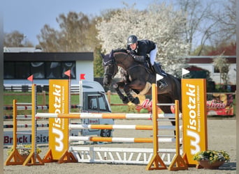 Hanovrien, Hongre, 11 Ans, 167 cm, Noir