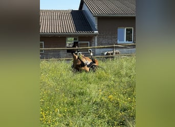 Hanovrien, Hongre, 11 Ans, 168 cm, Bai