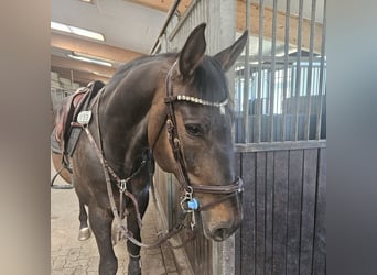 Hanovrien, Hongre, 11 Ans, 170 cm, Bai brun