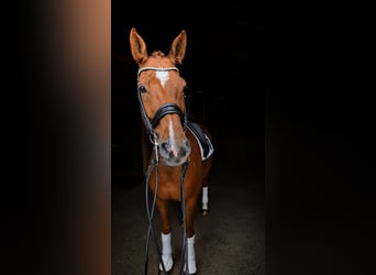 Hanovrien, Hongre, 11 Ans, 171 cm, Alezan