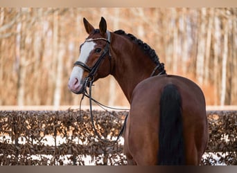 Hanovrien, Hongre, 11 Ans, 171 cm, Bai