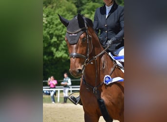 Hanovrien, Hongre, 11 Ans, 174 cm, Bai