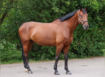 Hanovrien, Hongre, 11 Ans, 174 cm, Bai