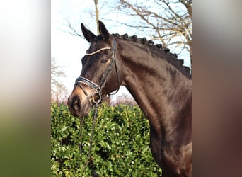 Hanovrien, Hongre, 11 Ans, 175 cm, Noir