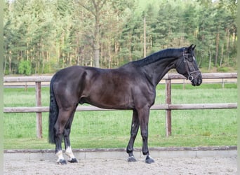 Hanovrien, Hongre, 11 Ans, 175 cm, Noir