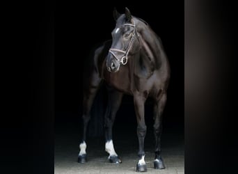 Hanovrien, Hongre, 11 Ans, 175 cm, Noir