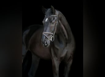 Hanovrien, Hongre, 11 Ans, 175 cm, Noir