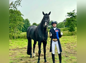 Hanovrien, Hongre, 11 Ans, 176 cm, Noir