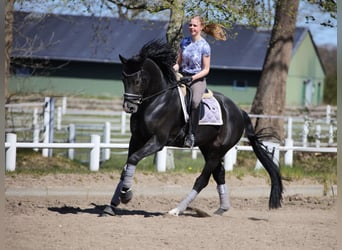 Hanovrien, Hongre, 11 Ans, 176 cm, Noir