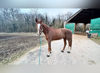 Hanovrien, Hongre, 11 Ans, 180 cm, Alezan