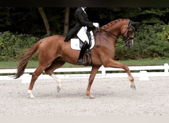 Hanovrien, Hongre, 11 Ans, 180 cm, Alezan