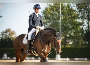 Hanovrien, Hongre, 11 Ans, 180 cm, Bai brun