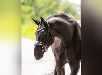 Hanovrien, Hongre, 11 Ans, 182 cm, Noir