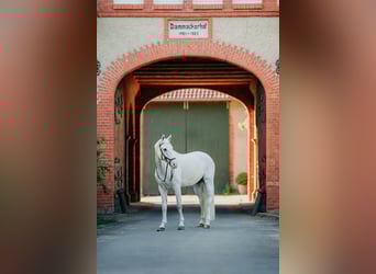 Hanovrien, Hongre, 12 Ans, 164 cm, Gris