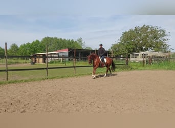 Hanovrien, Hongre, 12 Ans, 165 cm, Alezan