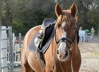 Hanovrien, Hongre, 12 Ans, 167 cm, Alezan