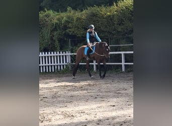 Hanovrien, Hongre, 12 Ans, 167 cm, Bai