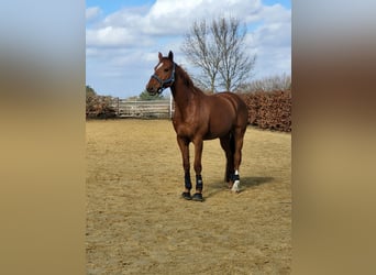 Hanovrien, Hongre, 12 Ans, 170 cm, Alezan
