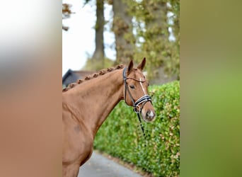 Hanovrien, Hongre, 12 Ans, 170 cm, Alezan