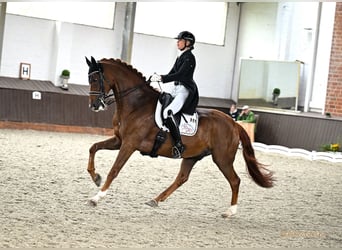 Hanovrien, Hongre, 12 Ans, 170 cm, Alezan