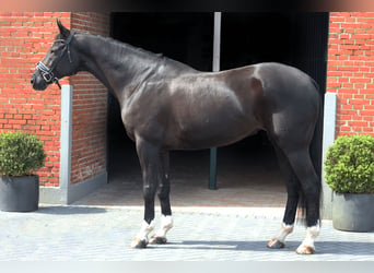 Hanovrien, Hongre, 12 Ans, 172 cm, Noir
