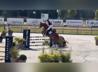 Hanovrien, Hongre, 12 Ans, 173 cm, Alezan