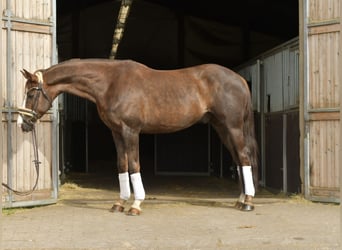 Hanovrien, Hongre, 12 Ans, 174 cm, Alezan brûlé