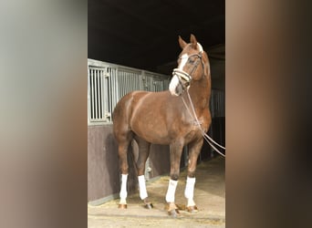 Hanovrien, Hongre, 12 Ans, 174 cm, Alezan brûlé