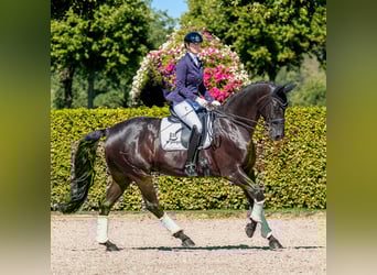 Hanovrien, Hongre, 12 Ans, 175 cm, Noir