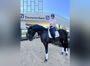 Hanovrien, Hongre, 12 Ans, 175 cm, Noir