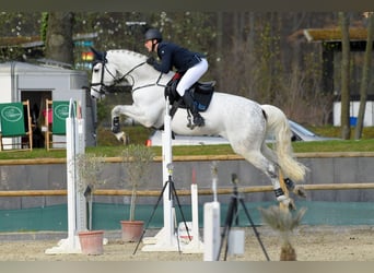 Hanovrien, Hongre, 12 Ans, 179 cm, Gris