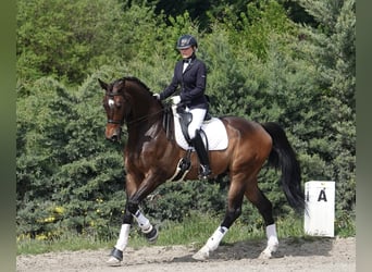 Hanovrien, Hongre, 12 Ans, 180 cm, Isabelle