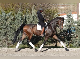 Hanovrien, Hongre, 12 Ans, 180 cm, Isabelle