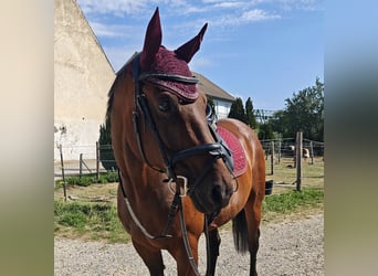 Hanovrien, Hongre, 13 Ans, 165 cm, Bai